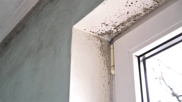 Best Residential Mold Remediation in South Windham, CT