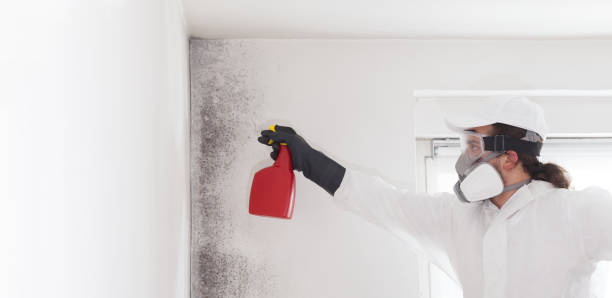 Best Localized Mold Remediation (e.g., coastal areas, humid climates) in South Windham, CT