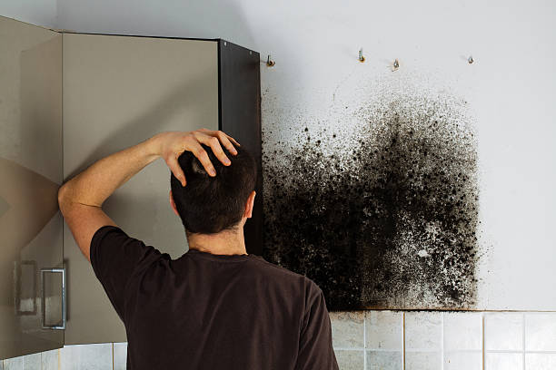 Best Emergency Mold Remediation in South Windham, CT